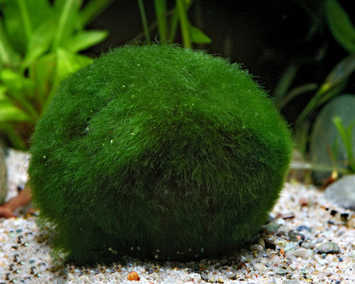 Moss balls