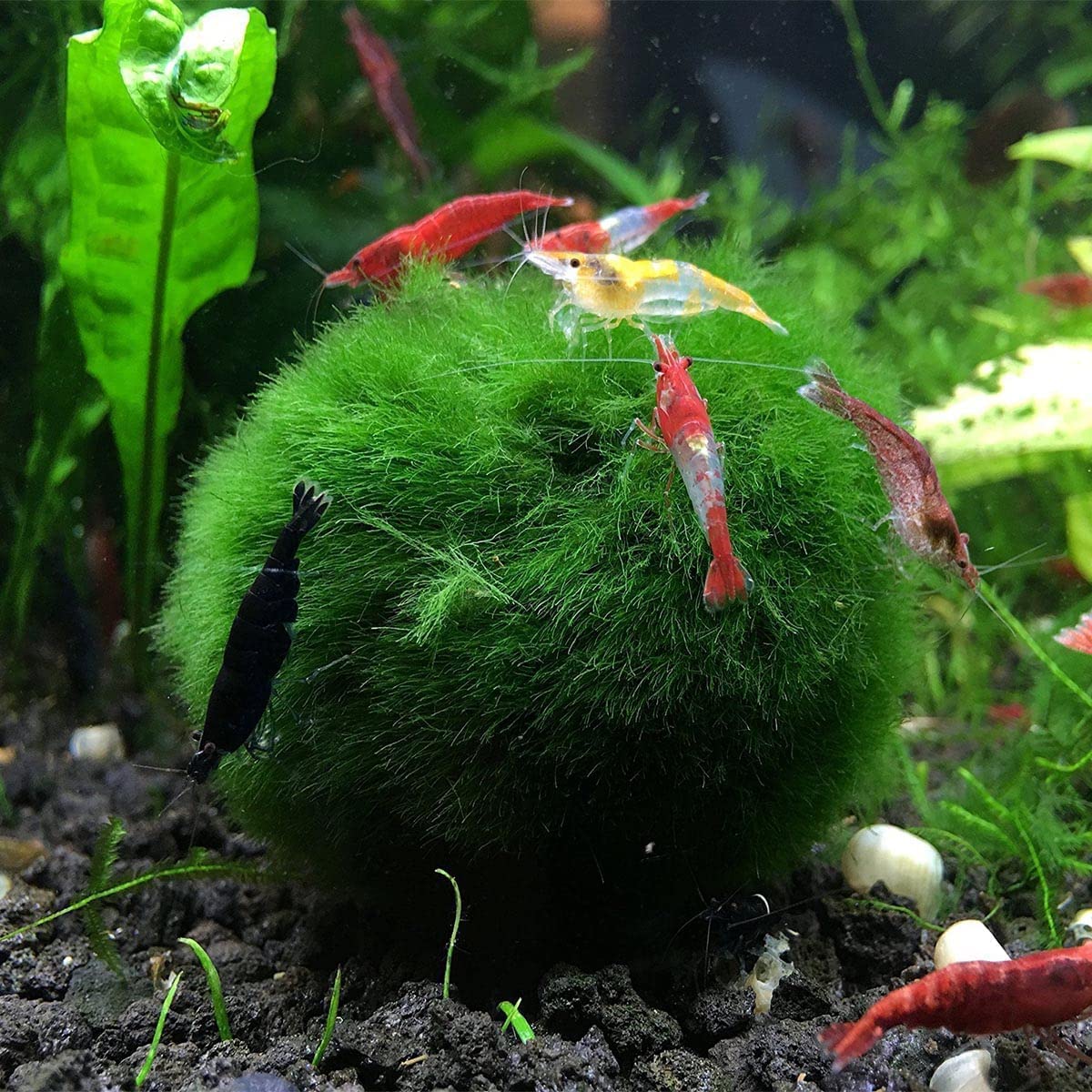 Moss balls