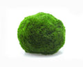 Moss balls